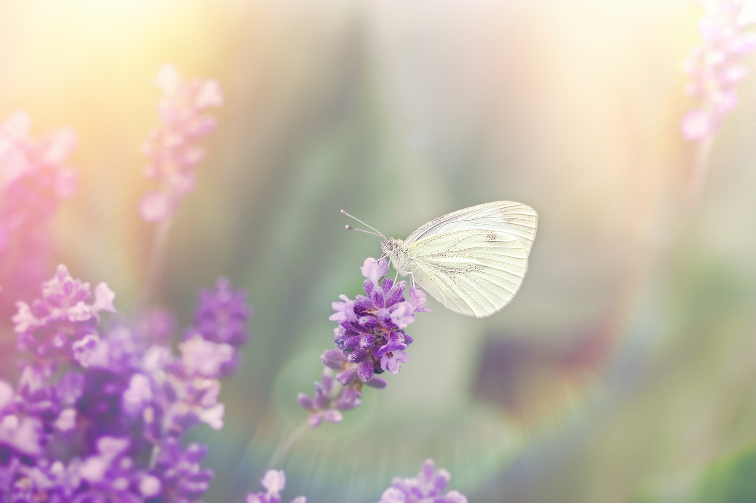 Beautiful butterfly on beautiful lavender flower