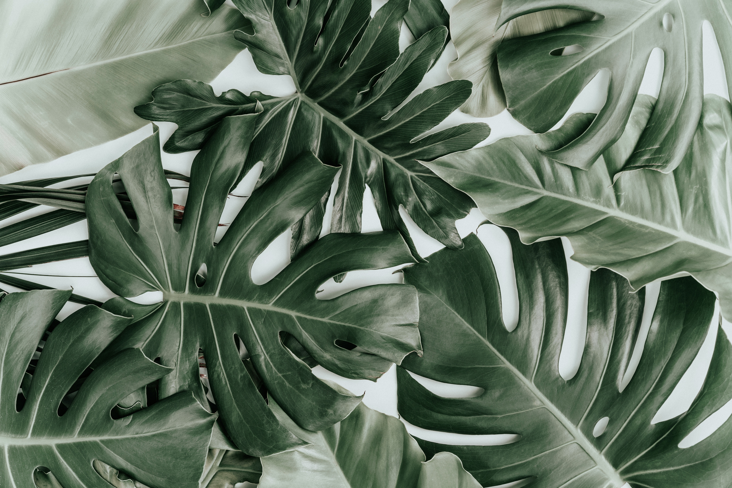 Swiss Cheese Plant Leaves